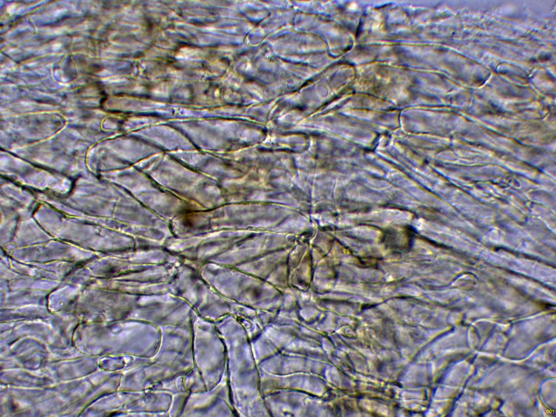 Microscopía de Rhodocybe dominicana - 11 - Suprapellis agua-001